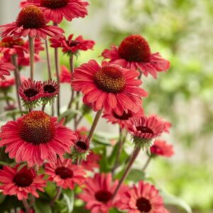 Echinacea "SunSeekers Red"