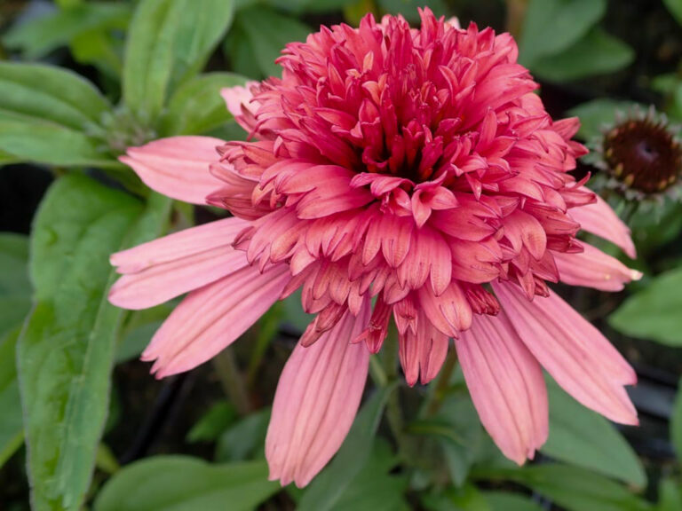 Echinacea "Supreme Flamingo"