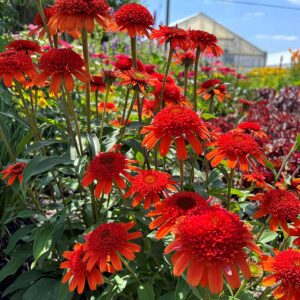 Echinacea "Sweet Chili"