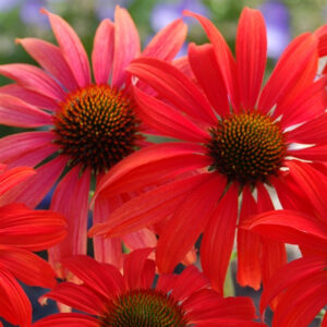 Echinacea "Tomato Soup"