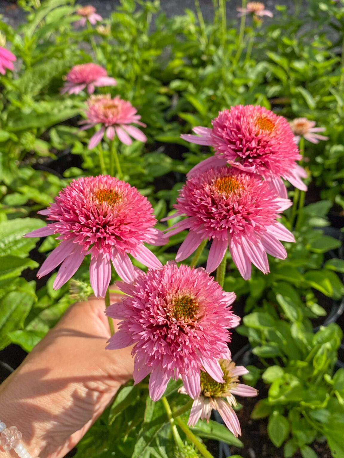 Echinacea "Butterfly Kisses"