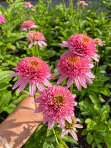 Echinacea "Butterfly Kisses"