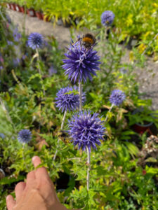 Echinops bannaticus "Blue Globe"