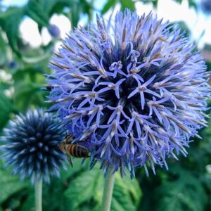 Echinops ritro "Platinum Blue"