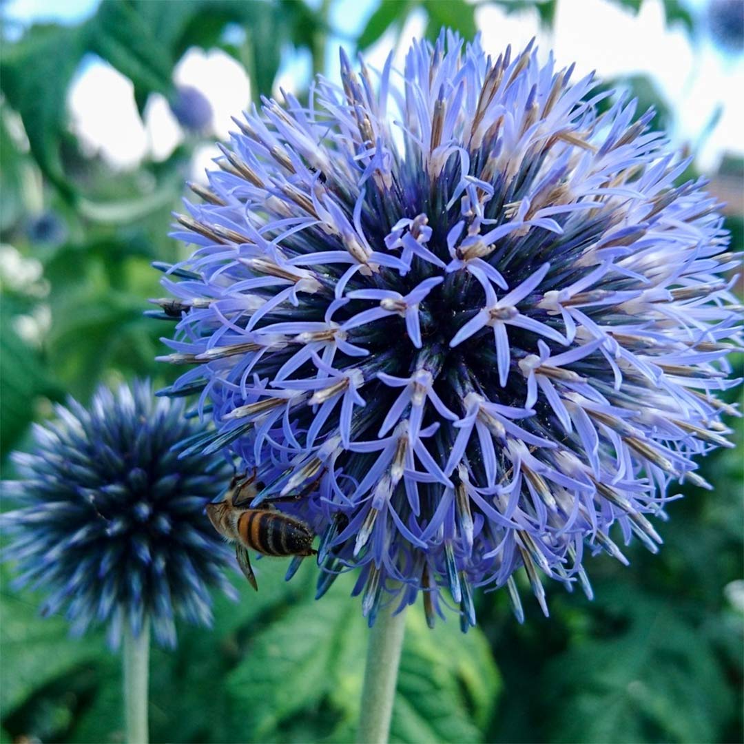 Echinops ritro "Platinum Blue"