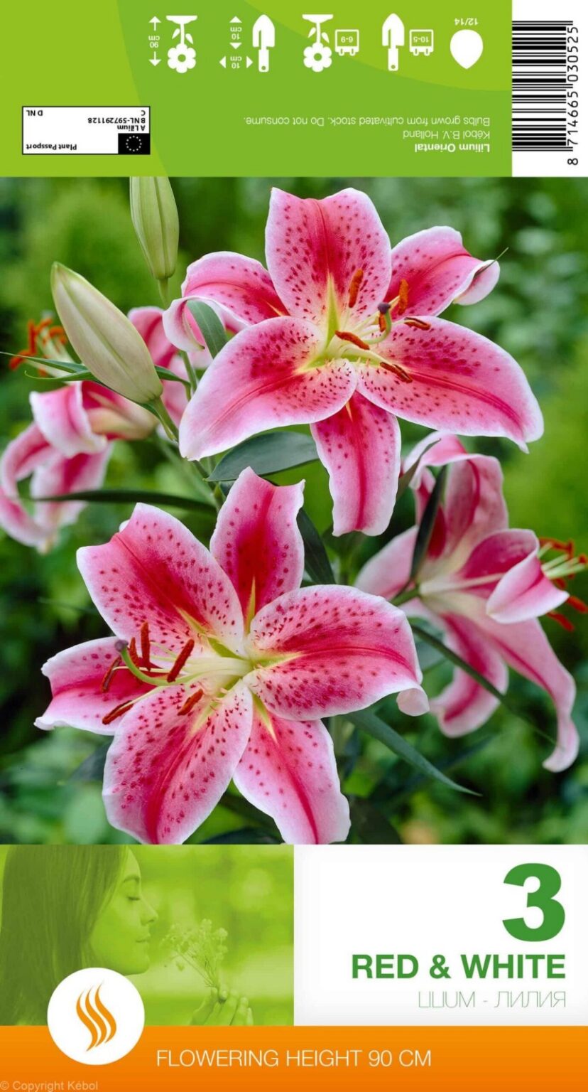 Lilium "Red & White", P9-ruukku