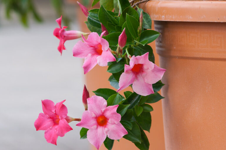 Mandevilla (Dipladenija)