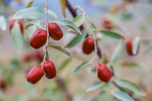 Elaeagnus angustifolia