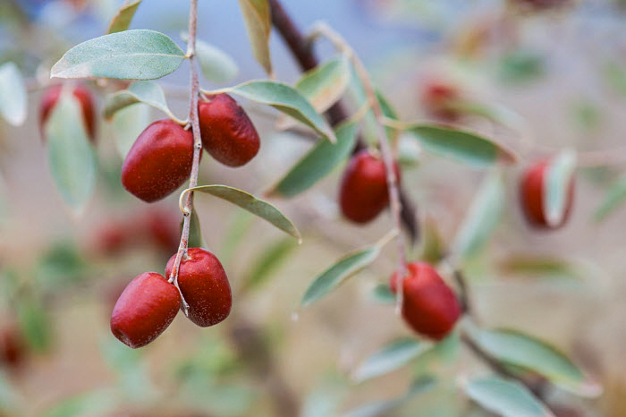 Elaeagnus angustifolia