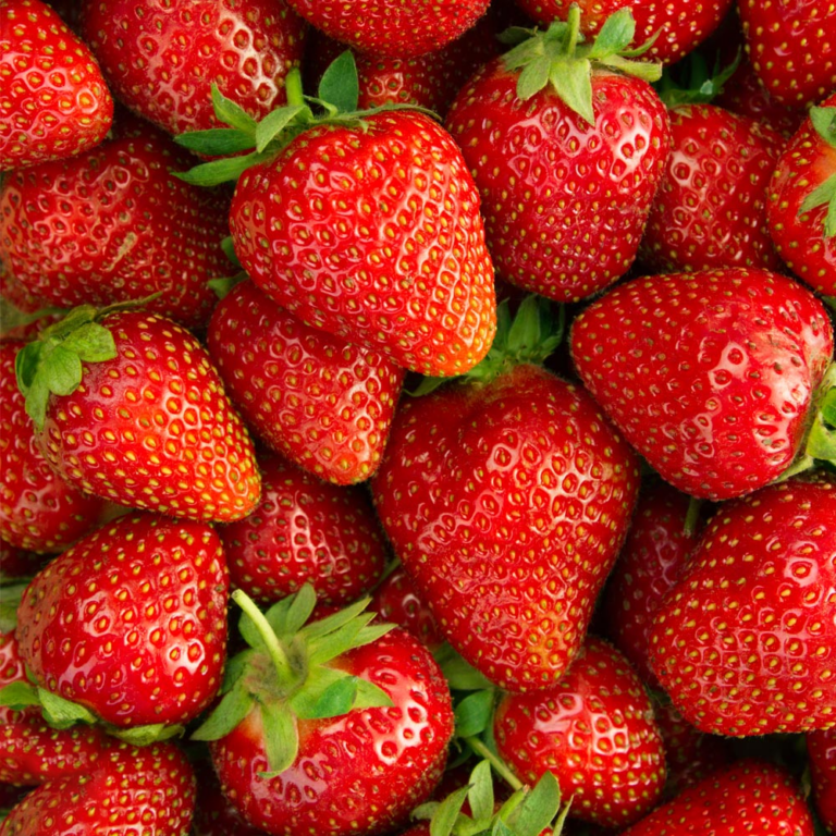 Клубника садовая Fragaria ananassa "Elsanta"