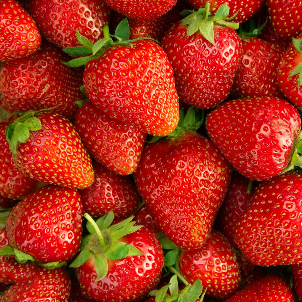 Клубника садовая Fragaria ananassa "Elsanta"