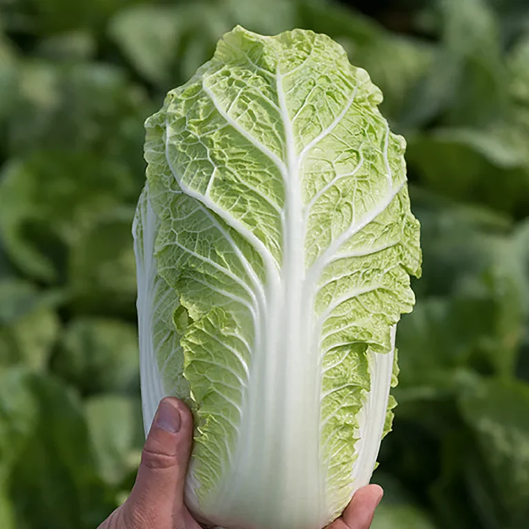Pekingi kapsas EMIKO H Žalia stotele 0,1 g