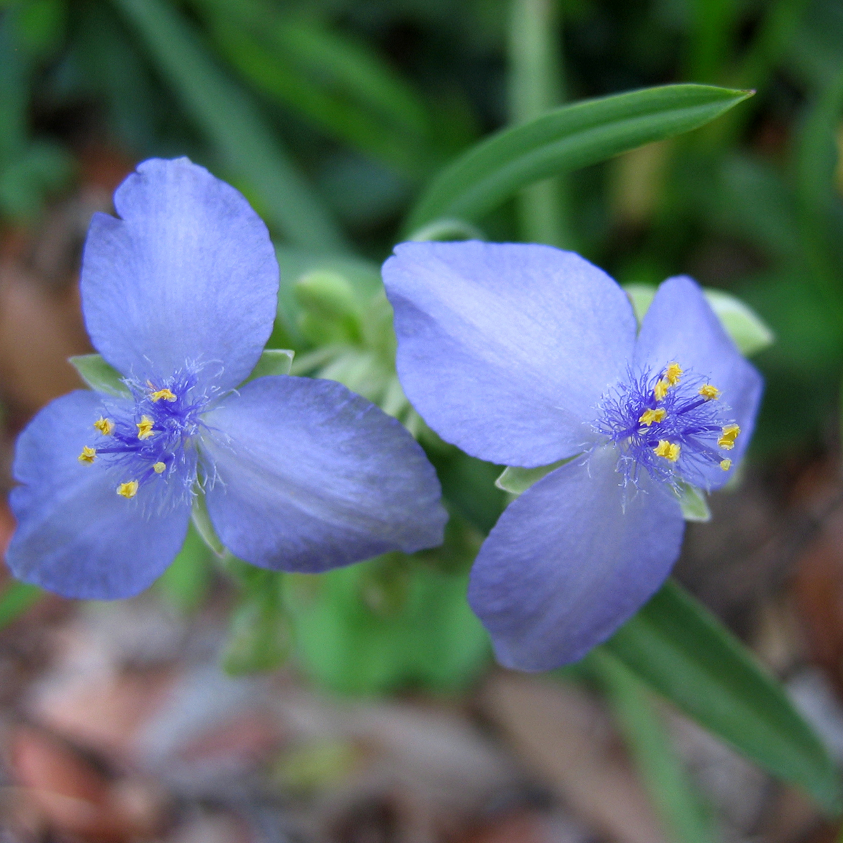 Традесканция Андерсона "Ocean Blue" (Tradescantia × andersoniana)