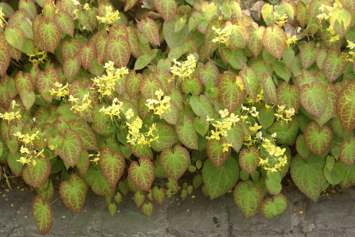 Epimedium × versicolor "Sulphureum"