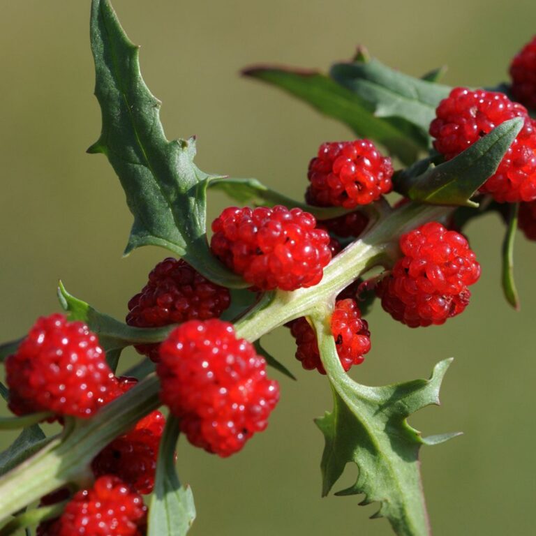 Chenopodium foliosum p9