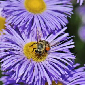 Erigeron "Azure Beauty"