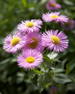 Erigeron "Rosa Jewel"