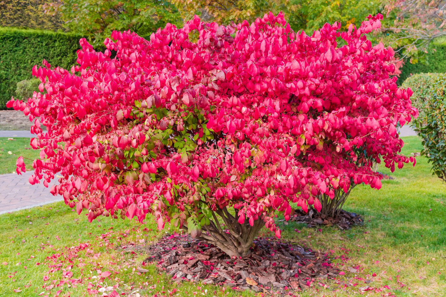Euonymus alatus