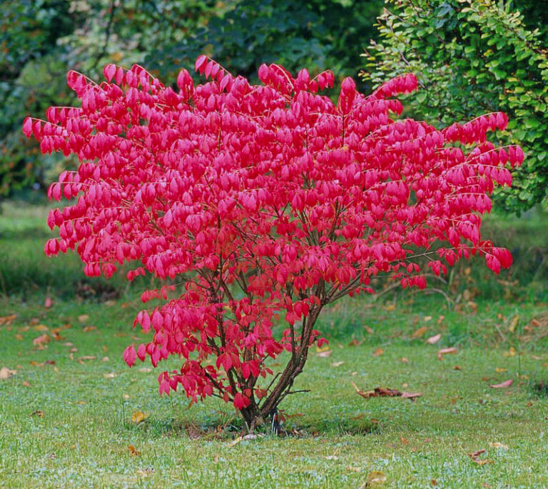 Euonymus alatus "Compactus"