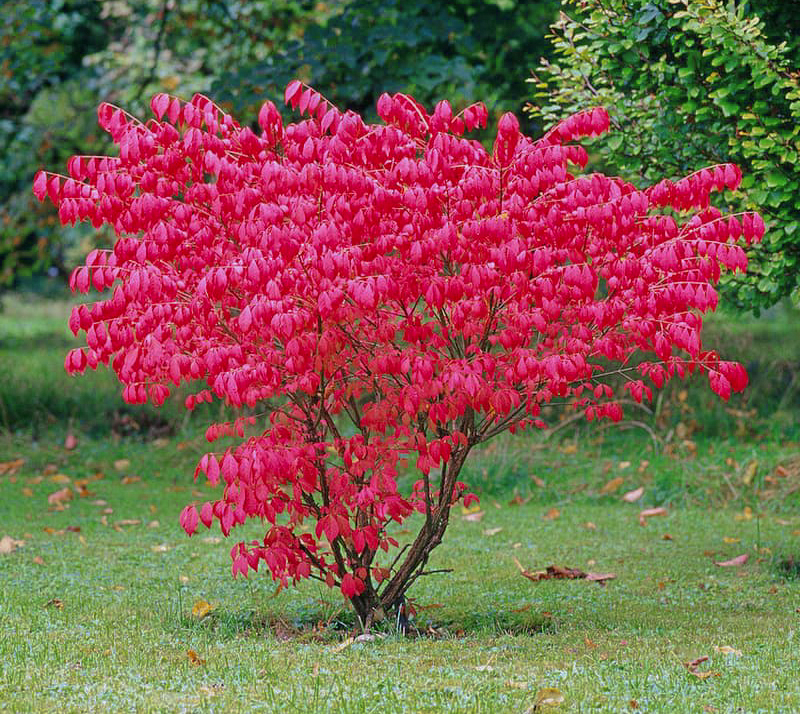 Euonymus alatus "Compactus"
