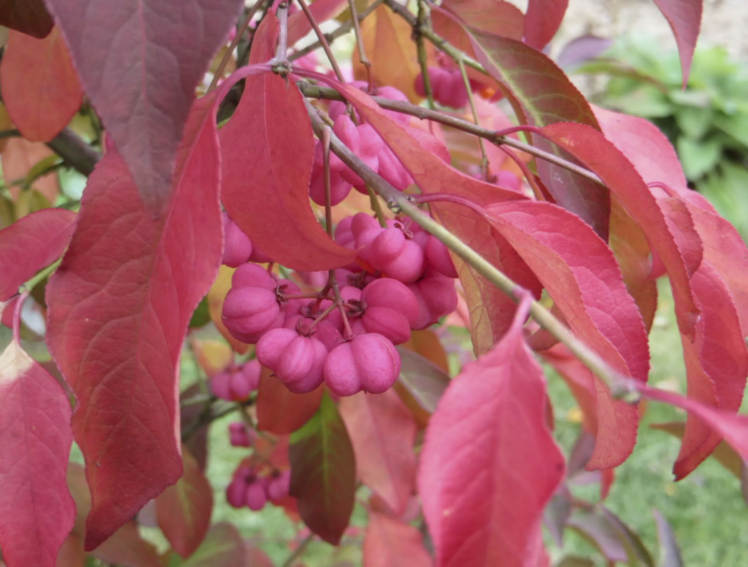 Euonymus europaeus