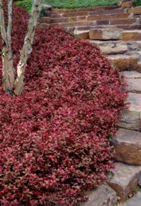 Euonymus fortunei "Coloratus"