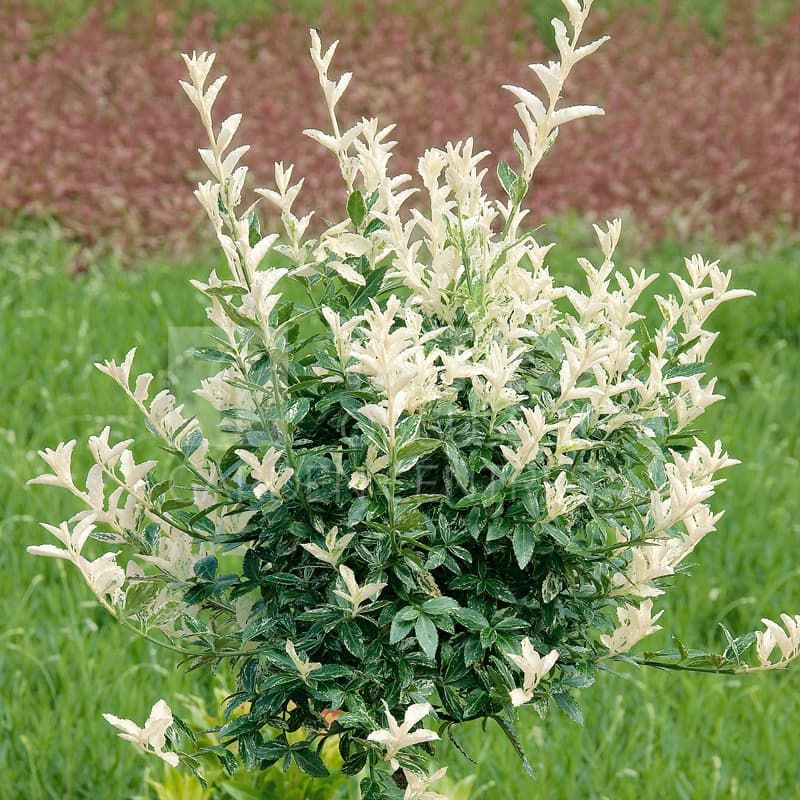 Euonymus fortunei "Harlequin"