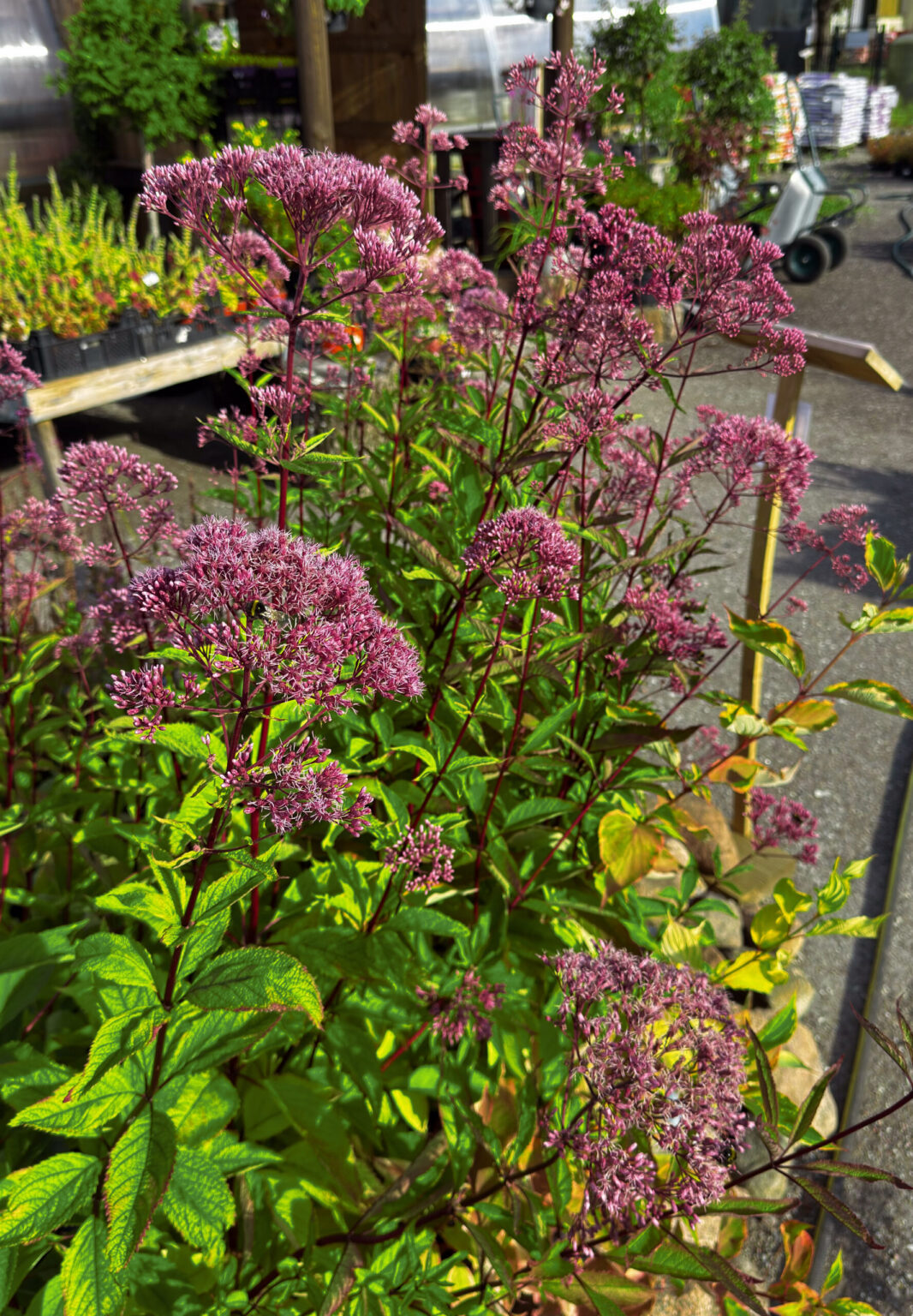 Eupatorium maculatum "Atropurpureum"