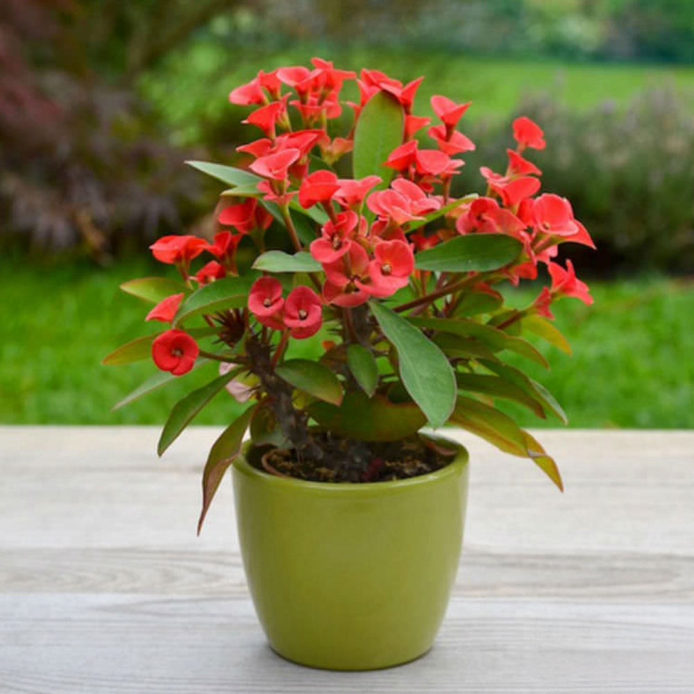Euphorbia Milii