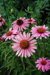 Echinacea purpurea "Bravado"