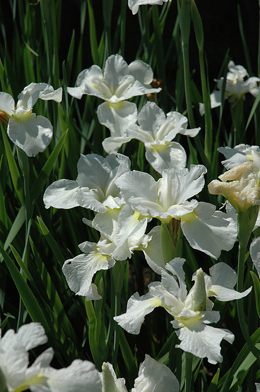 Iris sibirica "Gull's Wing" 1L pott