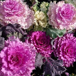 Brassica oleracea "Fringed Leaves"