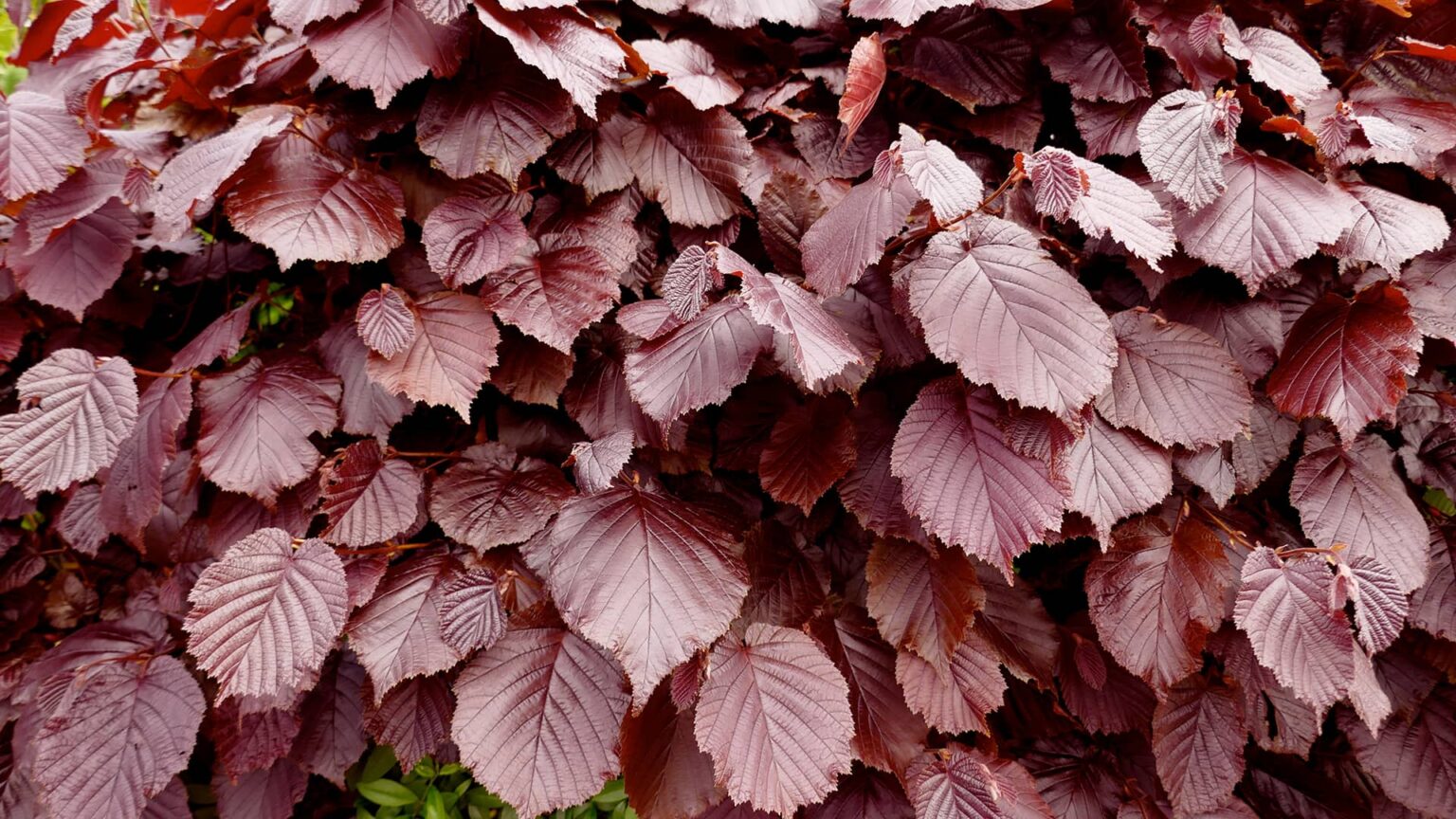 Fagus sylvatica "Atropunicea"