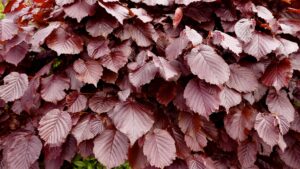 Fagus sylvatica "Atropunicea"