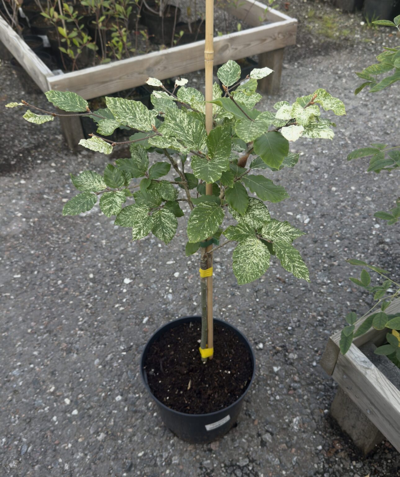 Fagus sylvatica "Marmorstar"