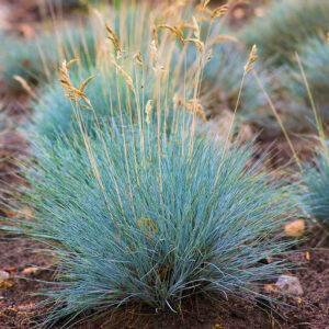 Festuca glauca "Compact Blue"