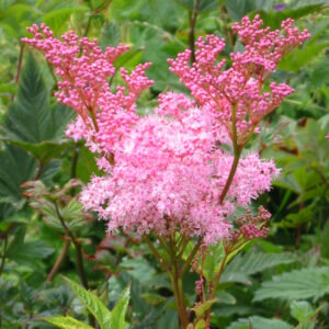 Filipendula ulmaria "Venusta"