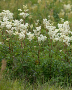 Filipendula ulmaria