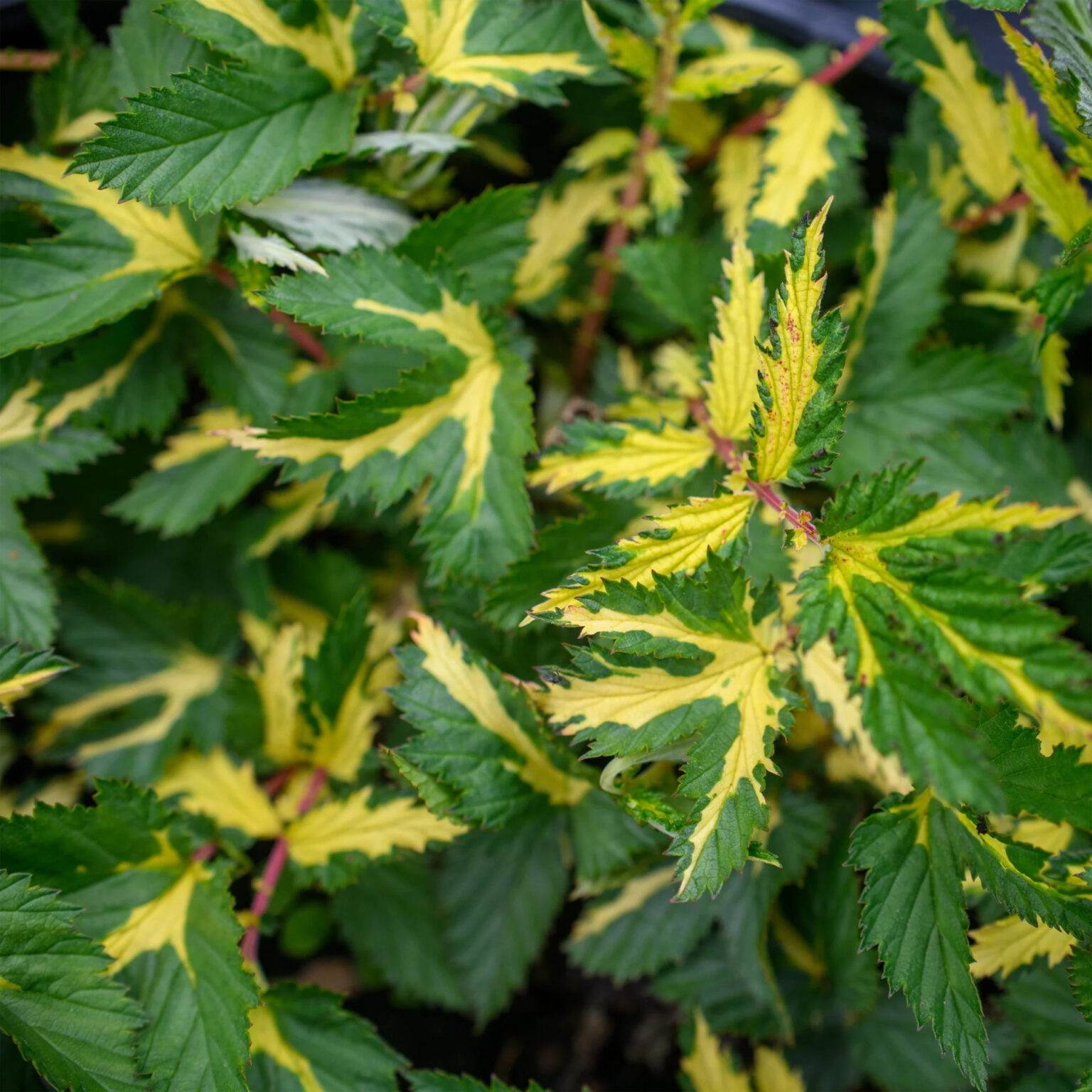 Filipendula ulmaria "Variegata"