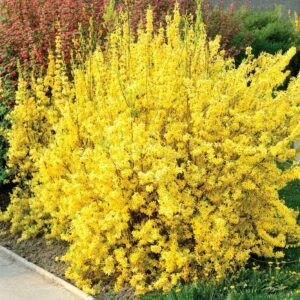 Forsythia × intermedia "Lynwood"