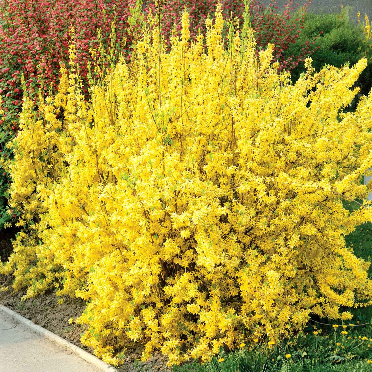 Forsythia × intermedia "Lynwood"