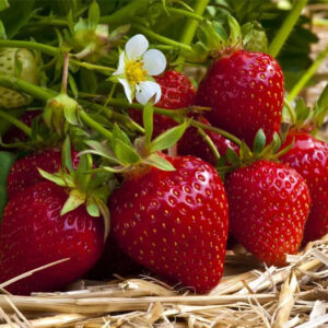 Fragaria ananassa "Ostara"