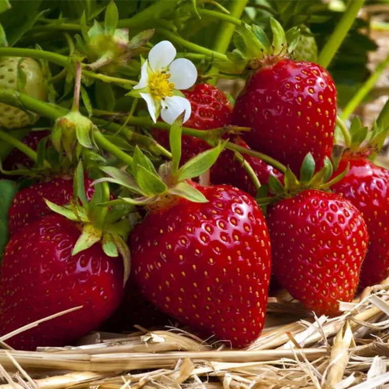 Fragaria ananassa "Ostara"