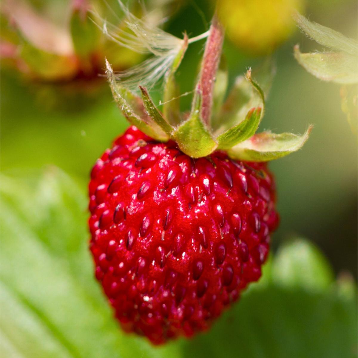 Ahomansikka (Fragaria vesca) "Rügen", 9 cm ruukku