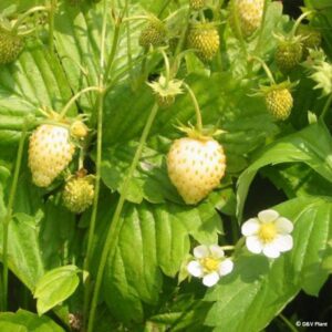Fragaria vesca "Yellow Wonder"
