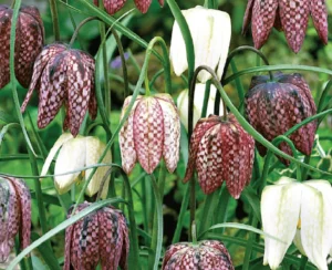 Fritillaria meleagris