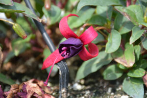 Fuchsia Bella Fuchsia Soila