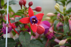 Fuchsia Bella Fuchsia Susanna
