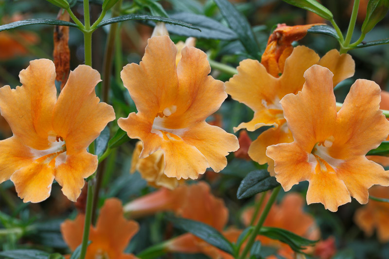 Mimulus