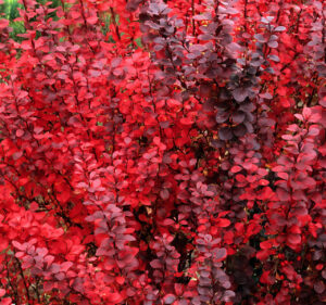 Berberis × ottawensis "Red Pillar"